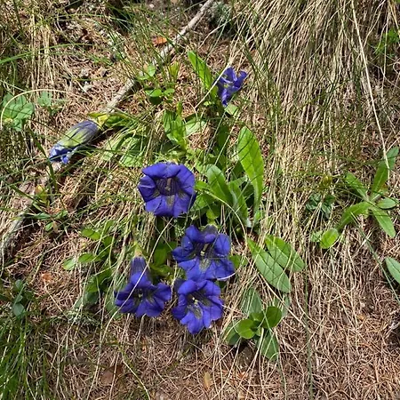 公寓 Casa Zanetti 乐普斯