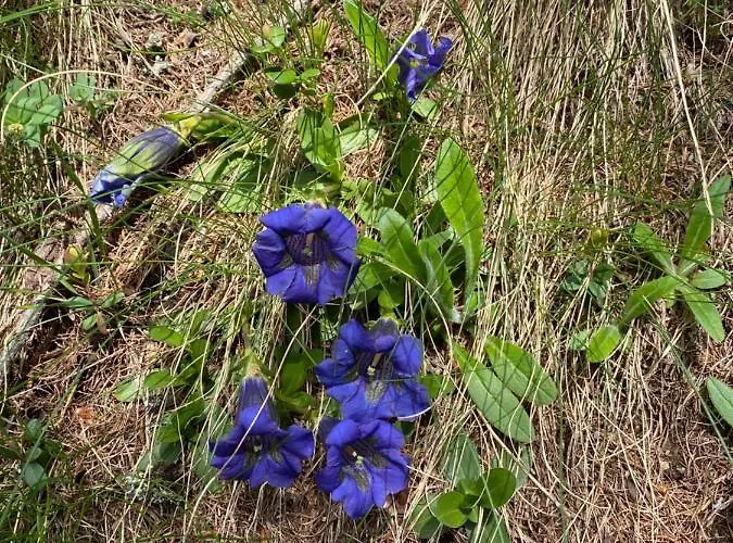 Apartament Casa Zanetti Le Prese
