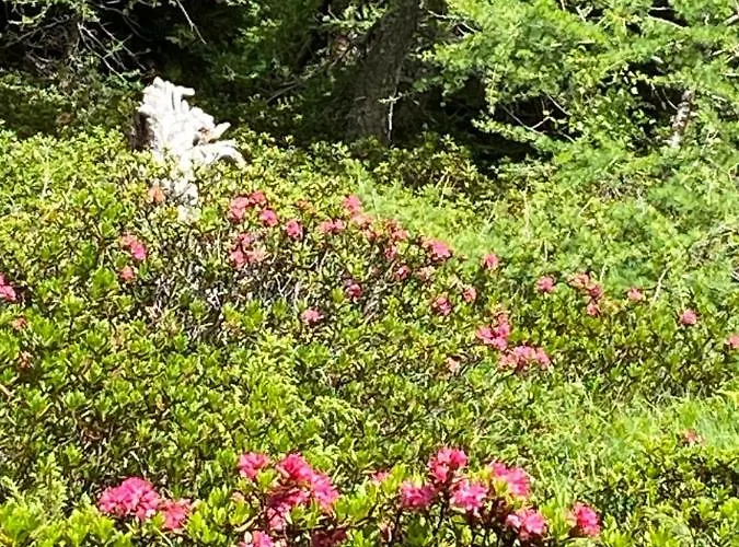 Apartment Casa Zanetti *